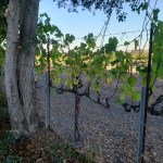 Vines & Trees&nbsp;1
