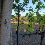 Vines & Trees&nbsp;2