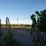 Vineyards & A Hot-Air&nbsp;Ballon