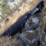 20201108 Annadel Burned Log – Nunns&nbsp;2