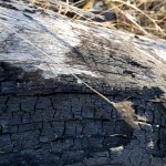 20201108 Annadel Burned Log –&nbsp;Nunns