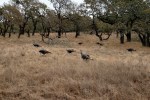 20201108 Turkeys in Annadel&nbsp;3