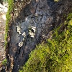 20201114 Annadel Burned Mossy Trunk 1 –&nbsp;Nunns