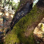 20201114 Annadel Burned Mossy Trunk 2 –&nbsp;Nunns