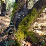 20201114 Annadel Burned Mossy Trunk 3 –&nbsp;Nunns