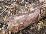 20201121 Sugarloaf Dead Branch &&nbsp;Bark