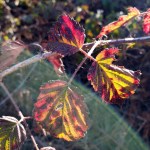 Coast Trail Foliage&nbsp;1