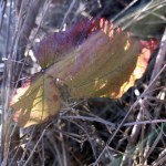 Coast Trail Foliage&nbsp;2