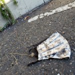 Errant Mask in Parking Lot&nbsp;20201114
