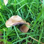 Lawn Vision 2