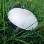 Lawn Vision 3