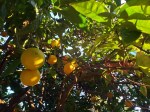 Lemons at Sunsetin&nbsp;Healdsburg