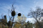 Mistletoe on Creek Path&nbsp;1