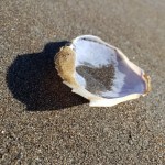 Muir Beach Crabshell&nbsp;3