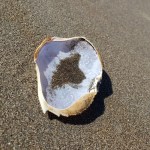 Muir Beach Crabshell&nbsp;4