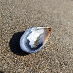 Muir Beach oyster shell&nbsp;2