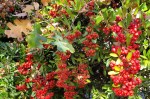 Seasonal Berries & Oak Leaves&nbsp;1
