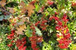 Seasonal Berries & Oak Leaves&nbsp;2
