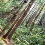 Shady Ferny Hillside&nbsp;2