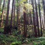 Shady Ferny Hillside