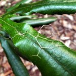 Spanish Moss & Undergrowth Leaves&nbsp;1