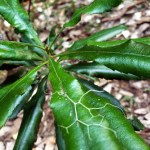 Spanish Moss & Undergrowth Leaves&nbsp;2