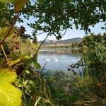 Spring Lake Swans&nbsp;6