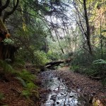 Streambed & Fallen Trees&nbsp;2