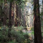 Streambed & Fallen&nbsp;Trees