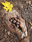 Sugarloaf Root – Acorns –&nbsp;Leaf