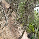 20201108 Annadel Hillside