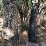 20201108 Annadel Regrowth&nbsp;4