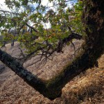 20201108 Mossy Branch & Autumn&nbsp;Leaves