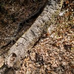 20201108 Mossy Branch