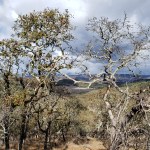20201108 Mt St H Through Clouds &&nbsp;Trees