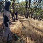 20201114 Trailside Burned&nbsp;Trunk