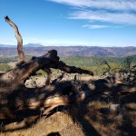 20201114_1 Mt St Helena & Fallen&nbsp;Trunk