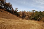 20201121 Sugarloaf – Burn-Line&nbsp;Hillside