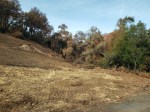 20201121 Sugarloaf – Trees at Burn&nbsp;Line