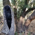 Annadel Trunk &&nbsp;Tree