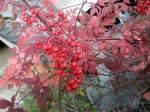 Red Berries & Leaves&nbsp;1