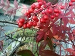 Red Berries & Leaves&nbsp;2