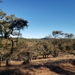 Scrub Oak & Mt St&nbsp;Helena