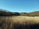 Tennesse Valley Winter&nbsp;Grasslands