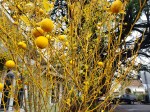 Yellow Fruits &&nbsp;Branches