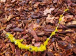 Yellow-Lichened Branch on&nbsp;Woodchips