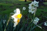 20210118 Jonquils at Olompali&nbsp;1