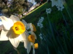 20210118 Jonquils at Olompali&nbsp;2
