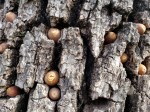 Acorn Woodpecker Tree&nbsp;1