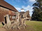 Olompali Barns & Tree&nbsp;Stump